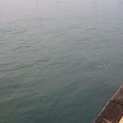 大潮2日目のタチウオ釣行