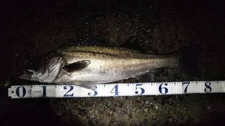 シーバスフィッシング