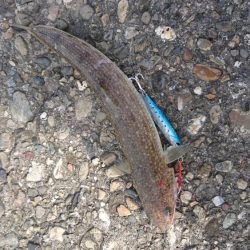 貧果でも釣れてよかった