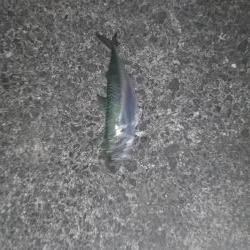 イカが釣れたからいーか