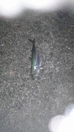 イカが釣れたからいーか