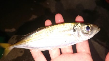 メバルの活性も上がって来てます