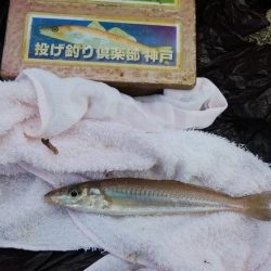 播磨新島でキス狙い