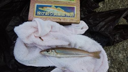 播磨新島でキス狙い