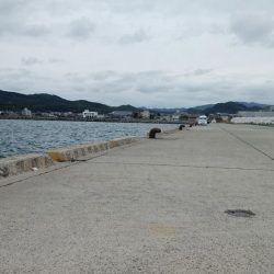 都志へ落ちギス釣査