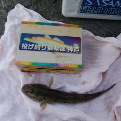 近場の江井ヶ島でハゼ釣り
