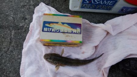 近場の江井ヶ島でハゼ釣り