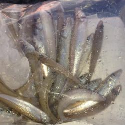 まだまだキス釣れます。