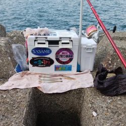 東二見水道で落ちギス釣り