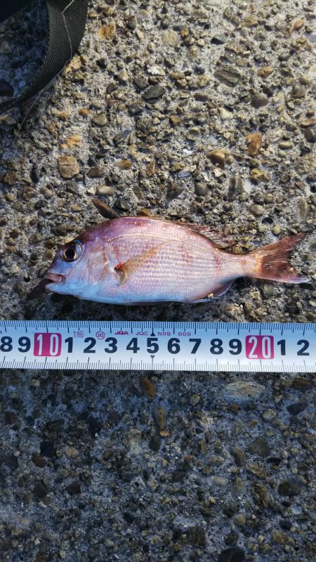 マコガレイ‼️…