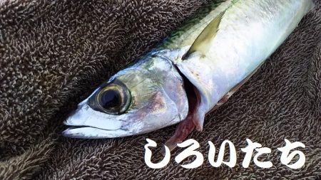 朝に青物不発。夕方に洲本で釣る。