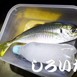 アジを釣りに和歌山遠征！