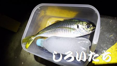 アジを釣りに和歌山遠征！