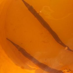 姫路 サヨリ 釣り。