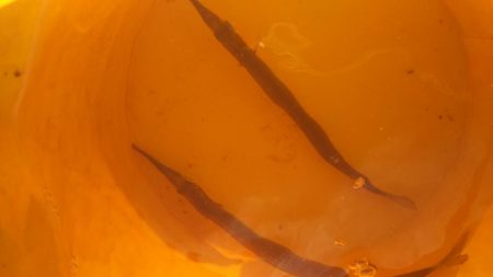 姫路 サヨリ 釣り。