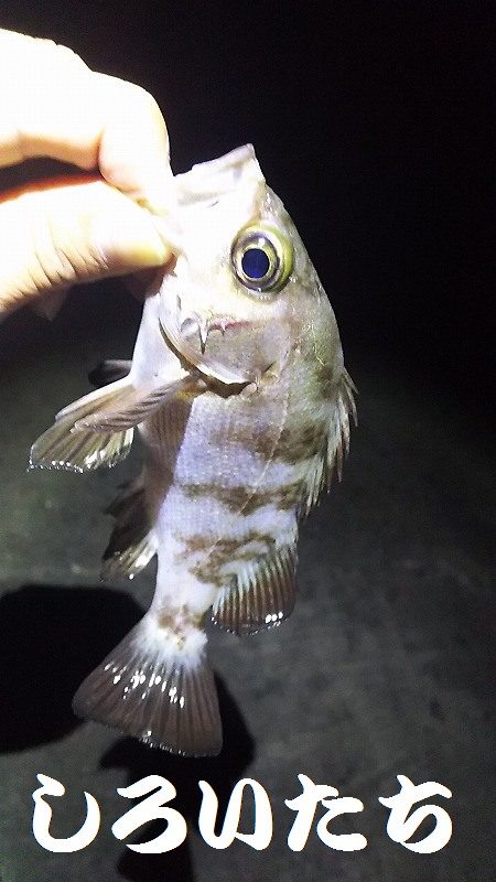 姫路にチヌ狙い。