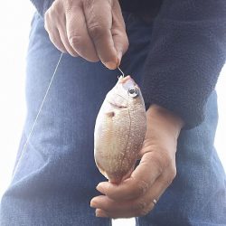 いろいろまわって、サバに遭遇。