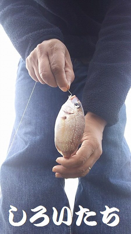 いろいろまわって、サバに遭遇。