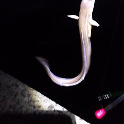 タチウオ調査にカレイ。