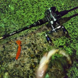 ライトロックフィッシュゲーム