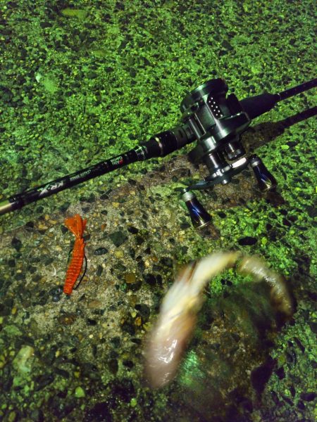 ライトロックフィッシュゲーム