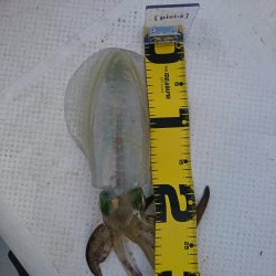 ボートエギング5