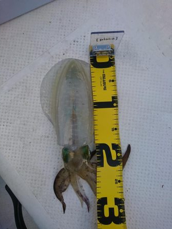 ボートエギング５