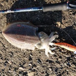 コウイカちゃん