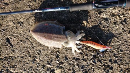 コウイカちゃん