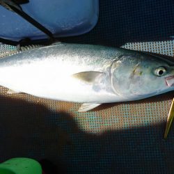 レンタルボートジギング&タイラバ