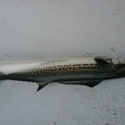 タチパターンジギング