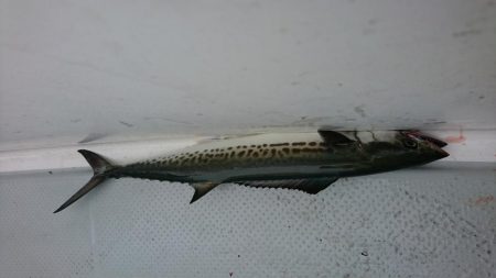 タチパターンジギング