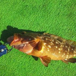 やっぱり泳がせは最強