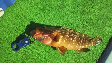 やっぱり泳がせは最強