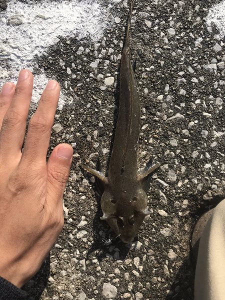 ハゼ・キス釣り