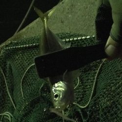 連夜のアジング再び