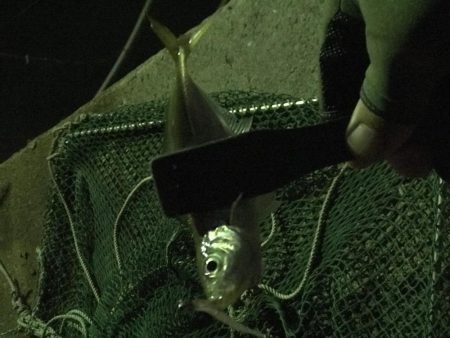 連夜のアジング再び