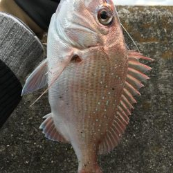 投げ釣りでマダイ