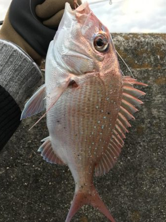 投げ釣りでマダイ