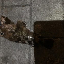 ベタ凪のシーサイドコスモ