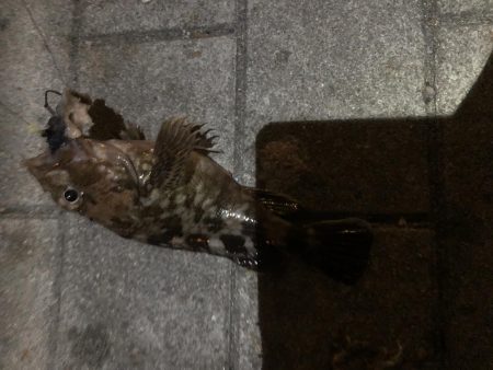 ベタ凪のシーサイドコスモ