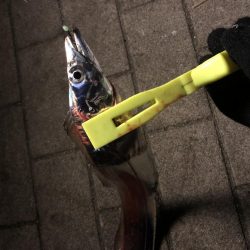 極寒のシーサイドコスモ