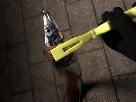 極寒のシーサイドコスモ