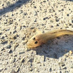 ハゼは裏切らない！