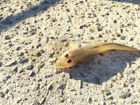 ハゼは裏切らない！