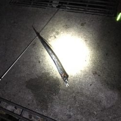 なんとかタチウオ！