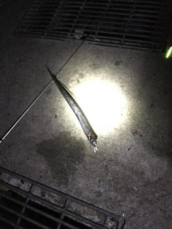 なんとかタチウオ！