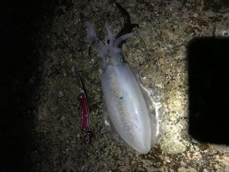 フカセ釣り エギング