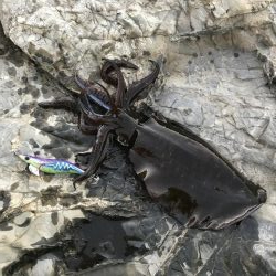 フカセ釣り、エギング