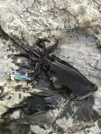 フカセ釣り、エギング